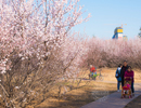 汾河公園山桃花盛開