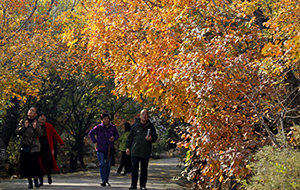 襄汾東嶺紅葉似火 