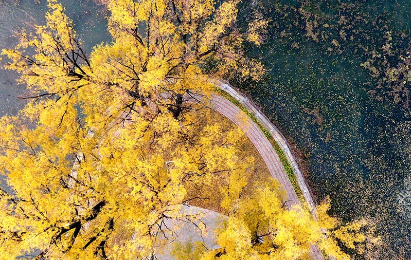 航拍東河公園 秋色染黃大地