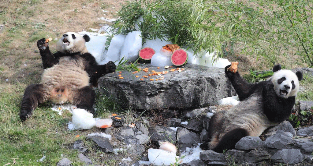 大熊貓情緣成就中比生物多樣性合作佳話