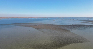 山東東營(yíng)：濕地公園現(xiàn)“鳥浪”景觀