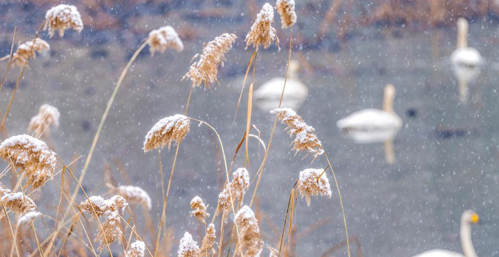 河南三門(mén)峽：雪后天鵝湖