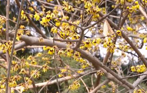 臘梅花開正當時