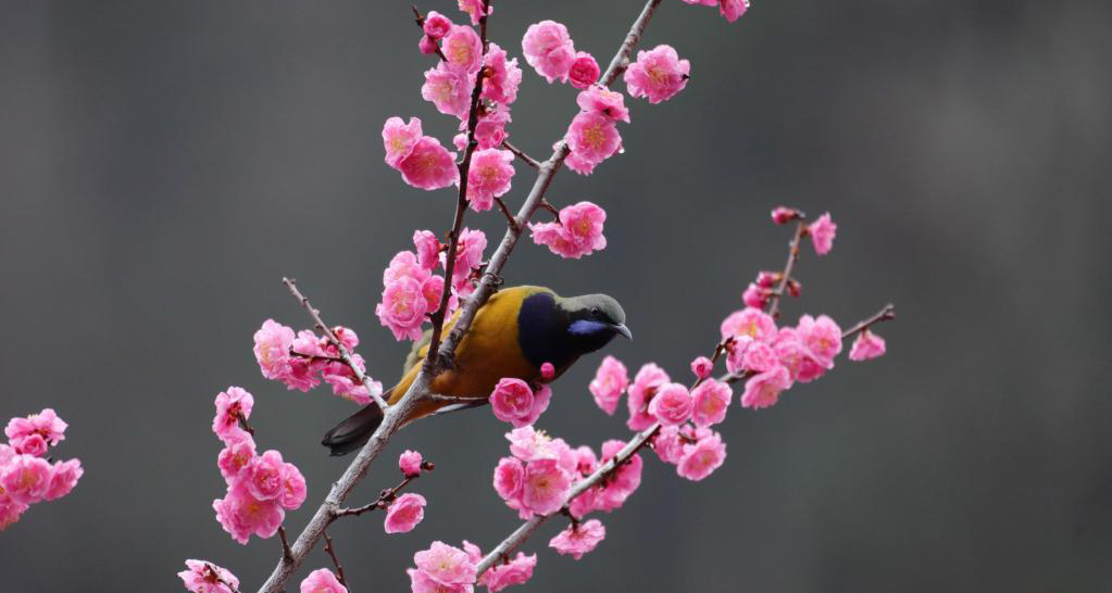 湖南張家界：春花爛漫