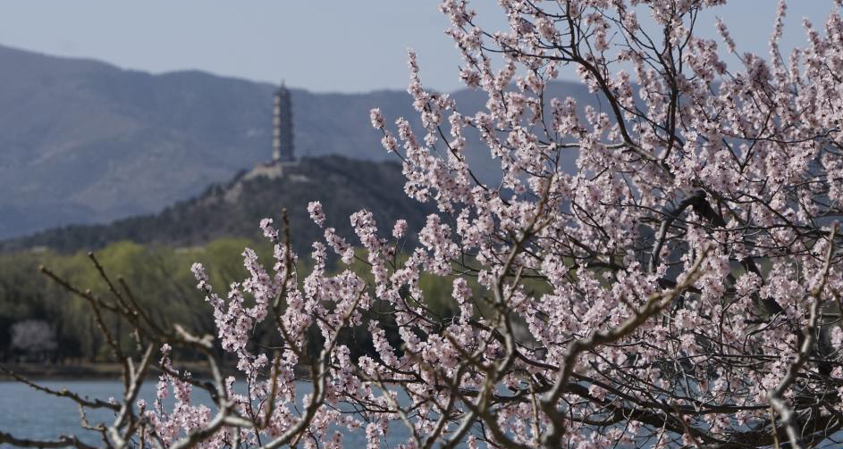 桃花綻放頤和園