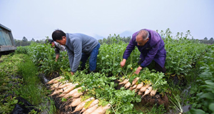 春季蔬菜基地收獲忙