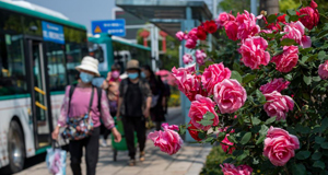 月季花開 扮靚春城