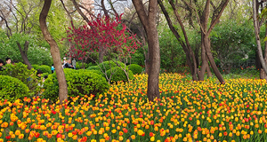 迎澤公園郁金香花開正艷