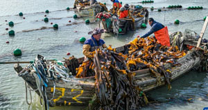 海帶采收加工忙