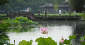 西湖荷花盛開(kāi)