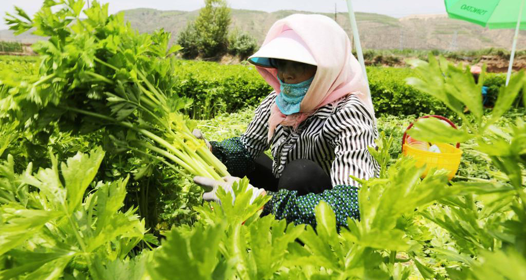 甘肅定西高原夏菜進入采收旺季