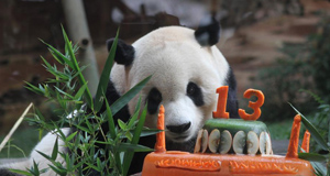 印尼為大熊貓“彩陶”慶祝生日