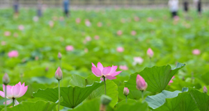 荷花盛開(kāi)引游人