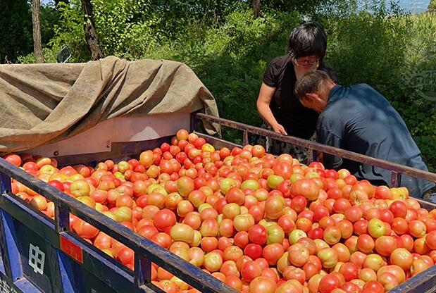 山西平陸：西紅柿變“致富果”