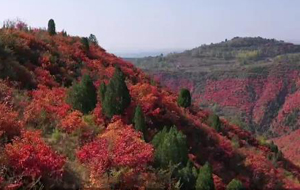 夏縣:漫山紅葉醉深秋 層林盡染美如畫(huà)