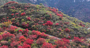 五老峰醉美紅葉