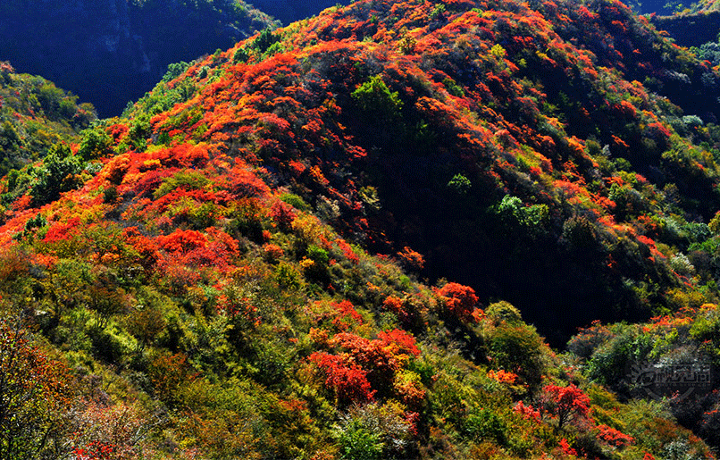 漫山紅葉層林盡染秋意濃  