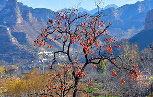 山清水秀育佳果 東峪柿子紅透天