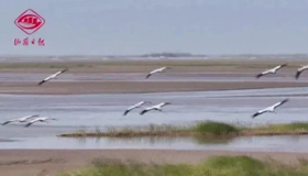 【微視頻】黃河濕地永濟(jì)段，鳥類翔集美如畫