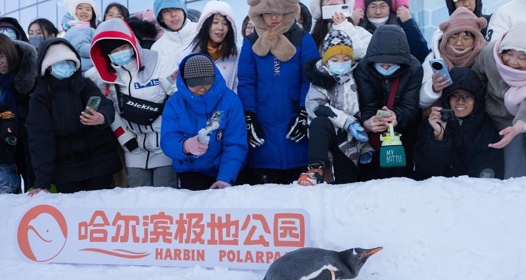 哈爾濱：企鵝冰雪巡游引游客