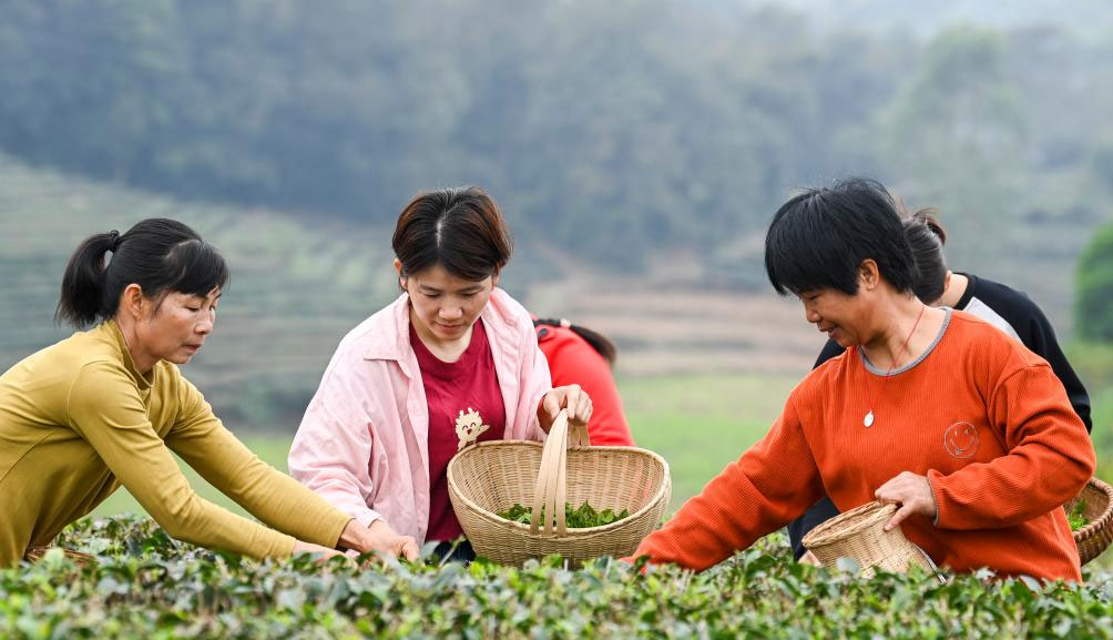 廣西興業(yè)：雨水節(jié)氣 采制春茶