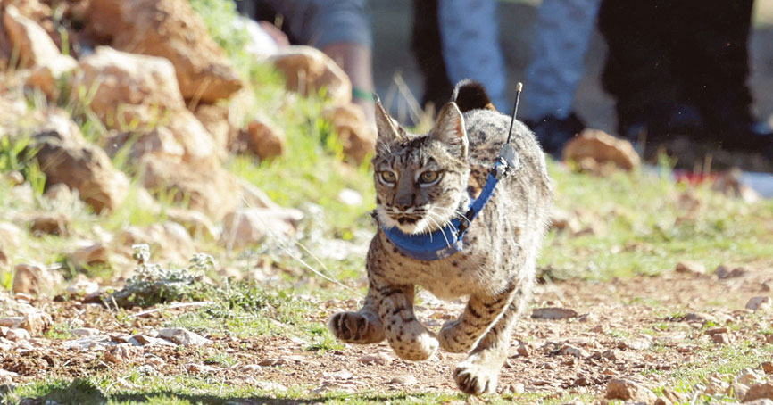 伊比利亞猞猁被放歸大自然