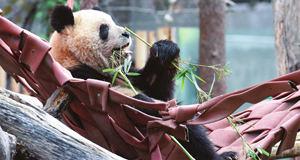 馬德里動物園歡送大熊貓一家