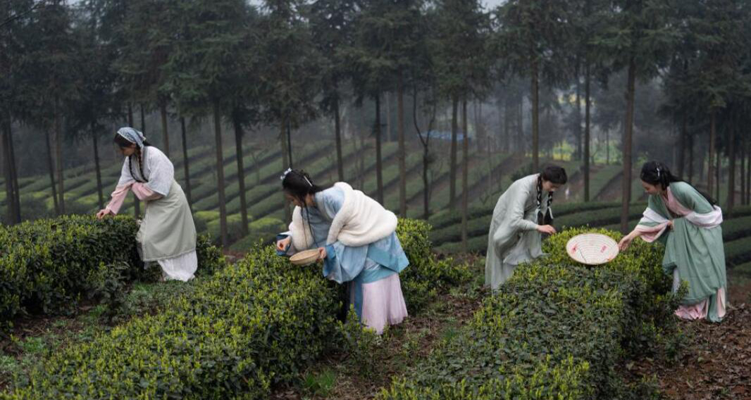 四川納溪區(qū)：早茶飄香