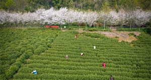 采摘春茶