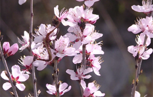 長治千畝山桃花開