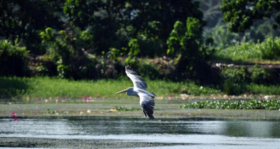 濕地公園里的生物多樣性之美