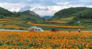 萬(wàn)壽菊開(kāi)出“致富花”