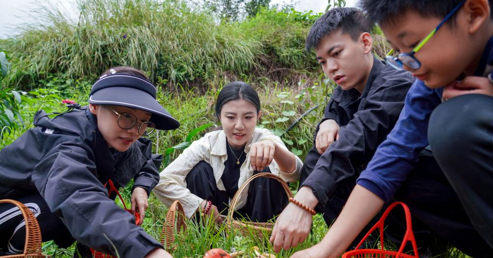 云南：山林采菌 避暑消夏