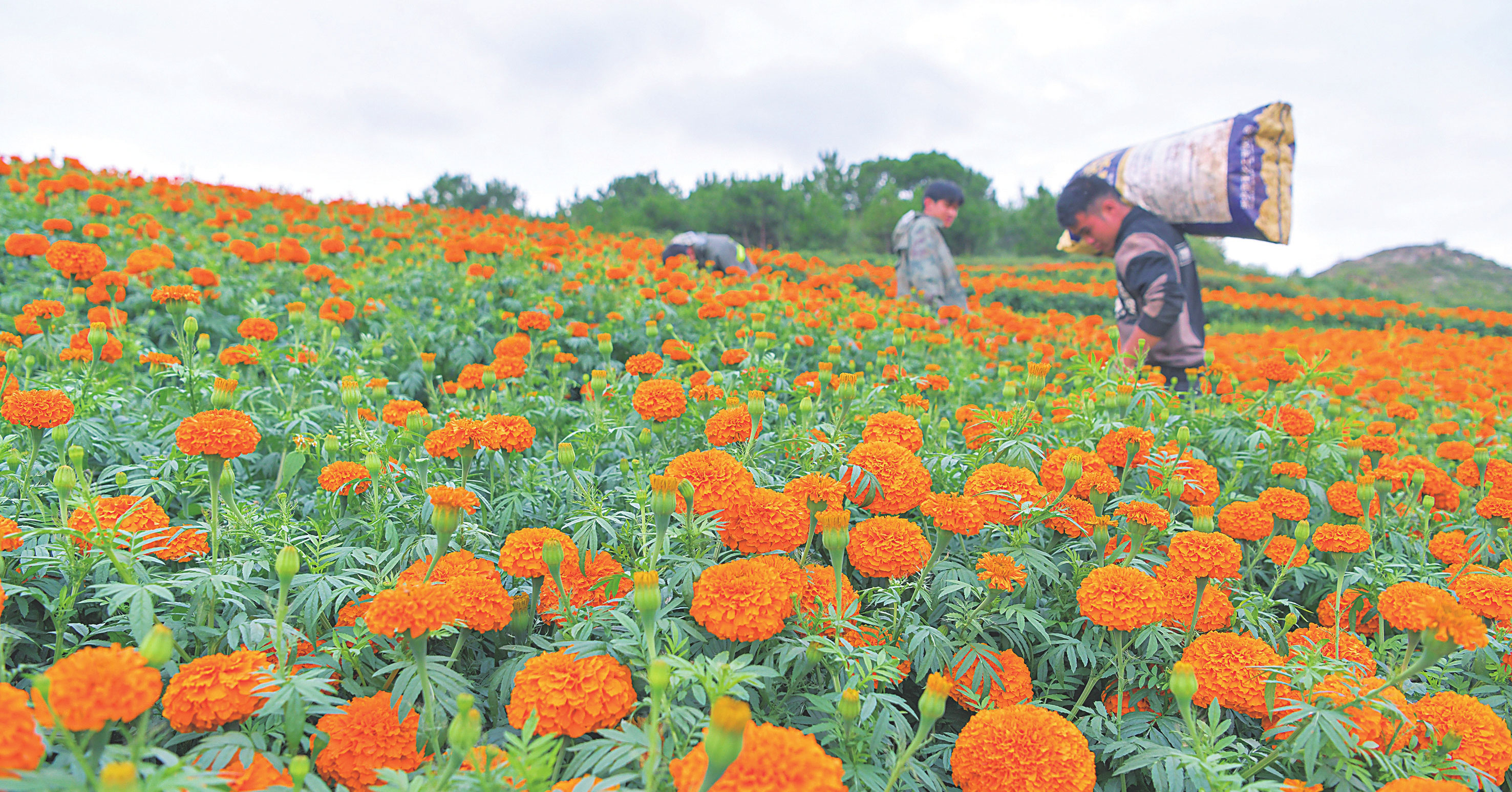 貴州威寧：萬(wàn)壽菊開(kāi)出“致富花”