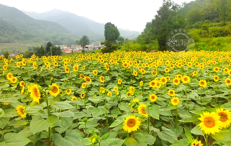 百畝油葵花競相開