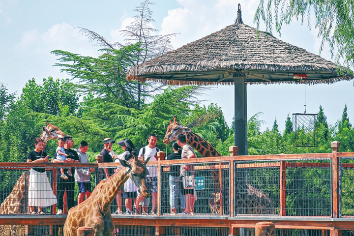 親密互動(dòng)8月18日，游客在臨汾市動(dòng)物園與長(zhǎng)頸鹿親密互動(dòng)。暑假以來(lái)，動(dòng)物園成為親子游的首選，一家人來(lái)此共同體驗(yàn)與動(dòng)物和諧相處的樂(lè)趣。