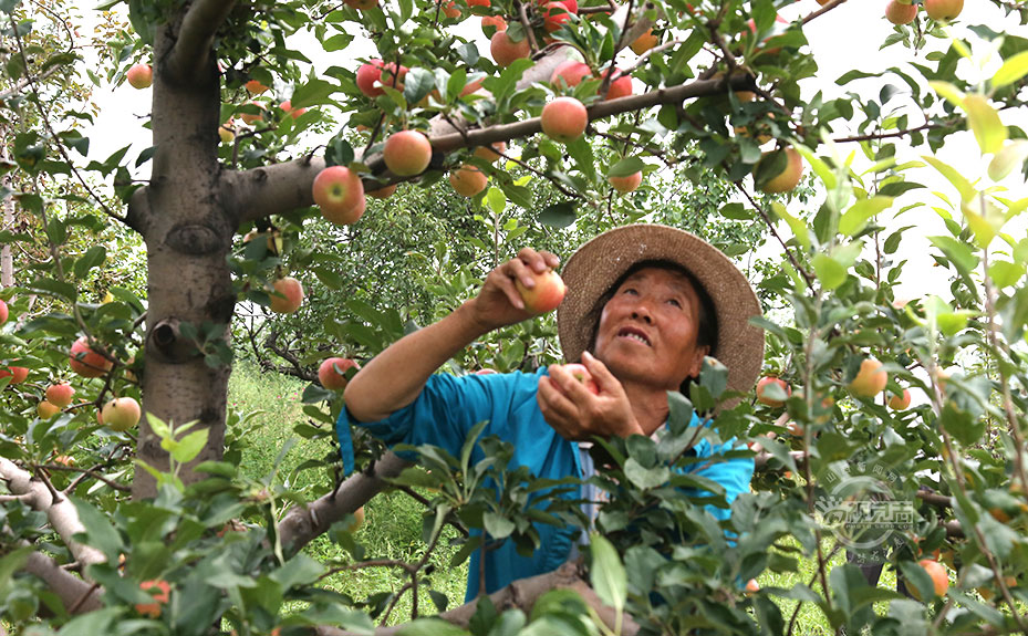 蘋果豐收掛滿枝 果農(nóng)采摘忙