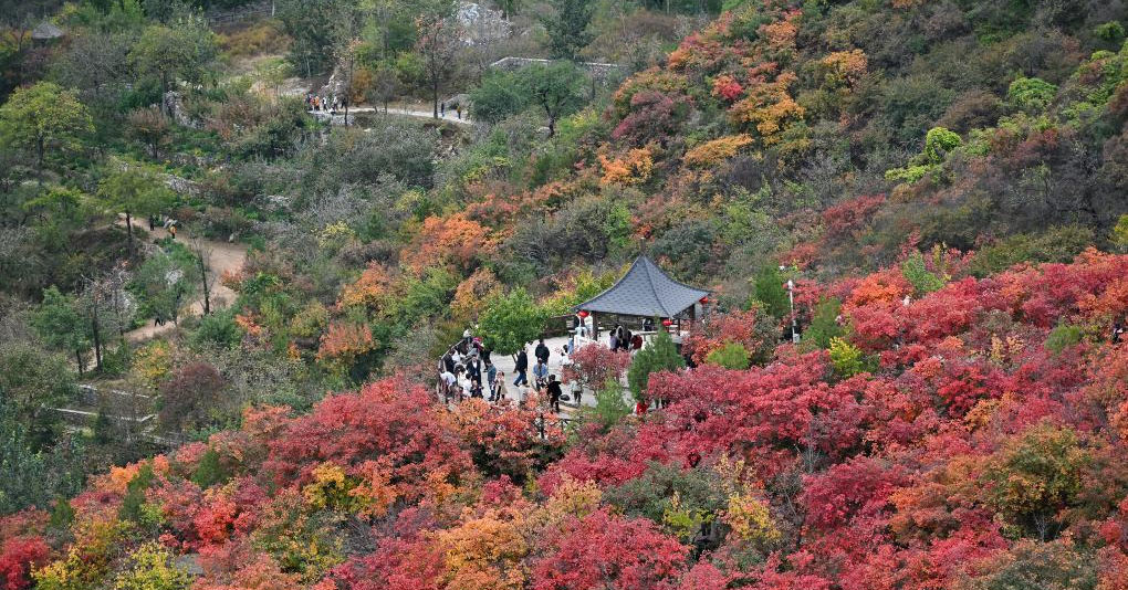 北京坡峰嶺：秋日紅葉引游人