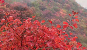 【微視頻】漫山紅葉染中條