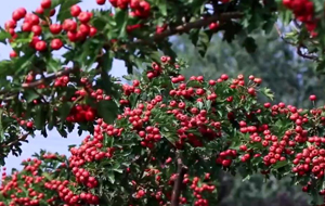 山楂紅了