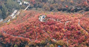 北京：坡峰嶺紅葉醉深秋