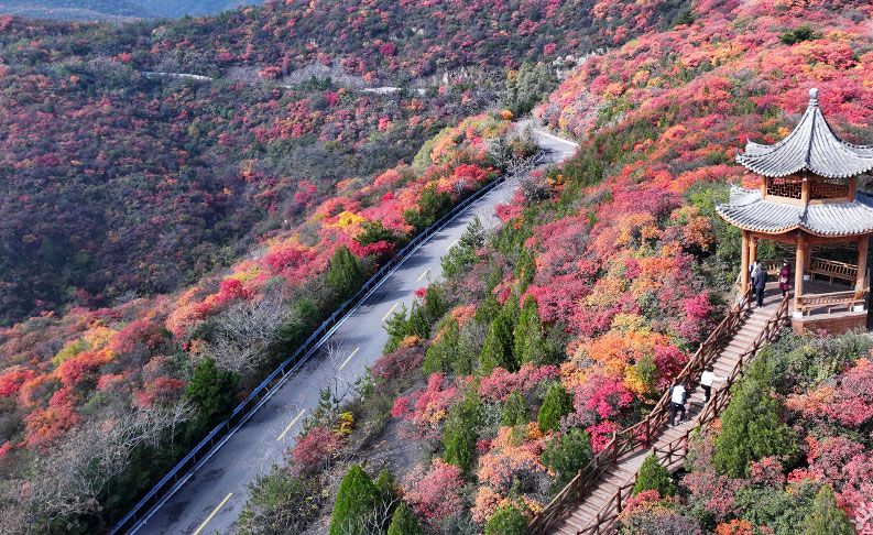 龍山漫山紅葉醉深秋 