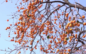 夏縣：秋風(fēng)起 柿子紅 摘柿子 曬柿餅