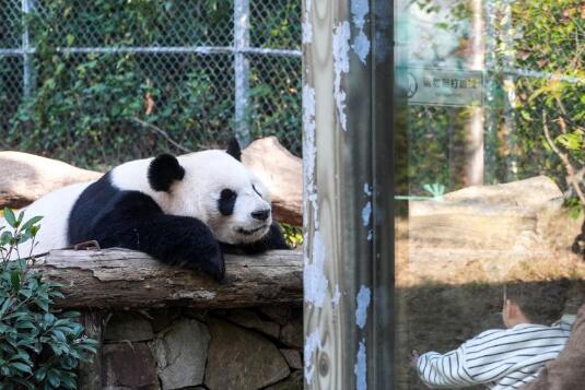 江蘇南京：冬日暖陽下的大熊貓