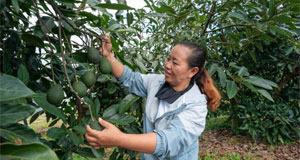 這座小城改變“牛油果靠進口”的歷史