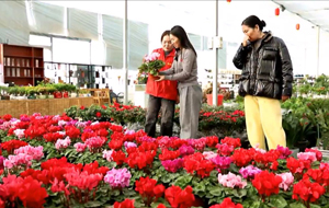 新年"一路生花" 姹紫嫣紅迎新春