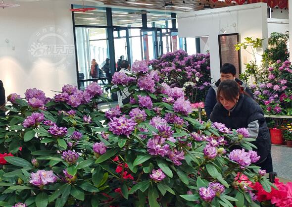 山西太原：植物園花開錦繡迎客來